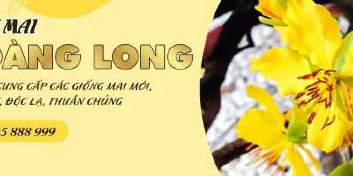 Vườn Mai Nổi Bật Rực Rỡ Mùa Xuân